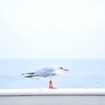 resized_37_fallback